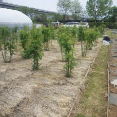 除草作業が終わって綺麗になったローズ畑