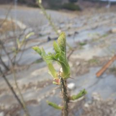 事務局前よりも早く新芽が開いて若葉が出て来ました