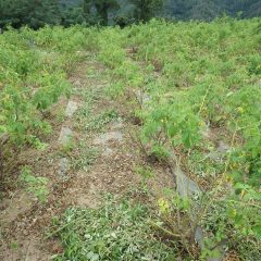 ローズ畑では下枝の切り取りと除草が行われています