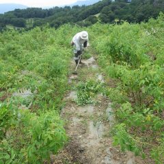 降り出しに戻ってまた除草作業