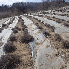 ラベンダーの春剪定を行う事にしました