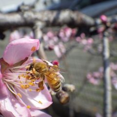 開花宣言