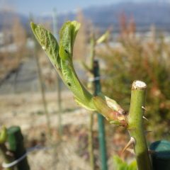 事務局前のローズは葉が開き始めています