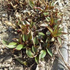 エキナセアの新芽も葉が開いてきました