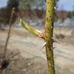 農場のローズの芽も先端が開きかけています