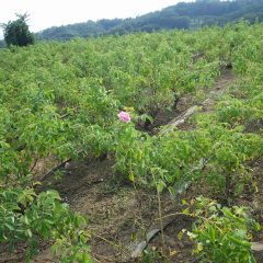 ローズ畑の除草作業中にダマスクローズの花を見つけました