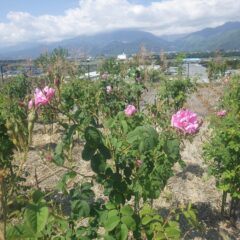 事務局前のローズは次々に花を咲かせています