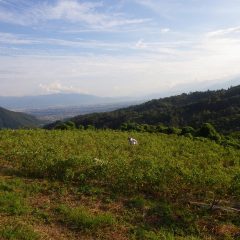 ローズ畑の下枝切りと除草作業は日が傾くまで続けられました