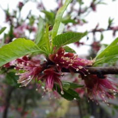 アーモンドはこの雨で花も終わりとなりました