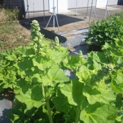ブラックマロウの花柱がグングン伸びています