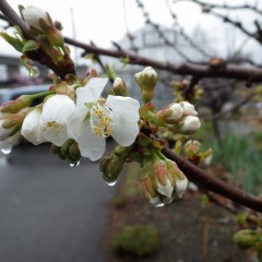 春の雨