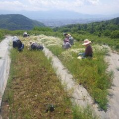 収穫作業は順調に進んでいます