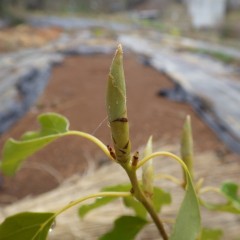 新しい葉が伸び始めています