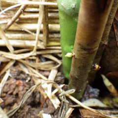 生きている幹の下の方から新しい芽が出て来ていました