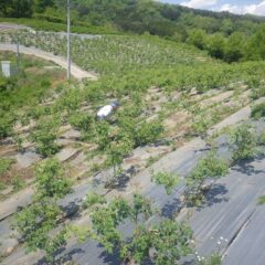 開花前のローズ畑では今日も除草作業が行われています