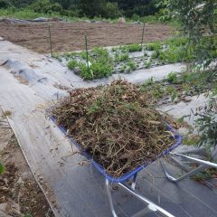 先ずは通路のゴミを綺麗に清掃