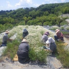 午後からの収穫作業は次の畑に取り掛かっています