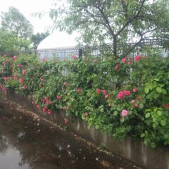 まだ雨が残る中で事務局前のつるバラが次々に咲き始めました
