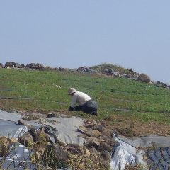 カモマイル・ジャーマンの除草作業中