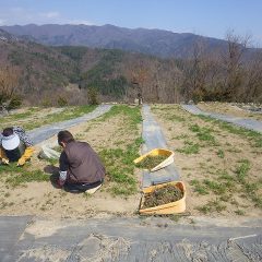 暖かくなって雑草の成長も勢いを増しています