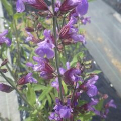 セージの花も咲いています