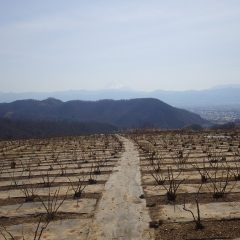 農場のローズ畑は遠くに富士山が霞んで見えます