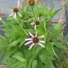 エキナセアの花も咲き始めました