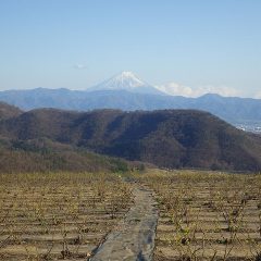 夕方、雲が風に飛ばされて富士山が現れると共に若葉が夕日を浴びて若草色に輝いています