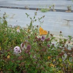 秋には数少ないベルガモットミントの花に蝶や蜂が集まってきます