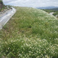 最初の収穫が終わって約1週間、二番花が次々に咲いています