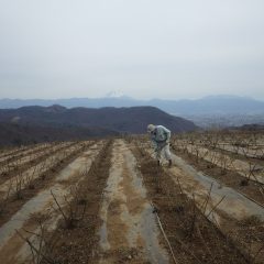 ローズ畑では暖かくなって芽を出し始めた雑草の除草作業が始まりました