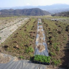 カモマイルジャーマンの補植作業