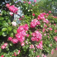 次々に花を咲かせています