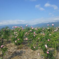 事務局前のローズは花盛りです