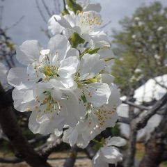 事務局前のサクランボが咲き始めました