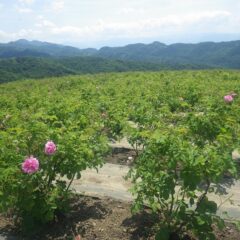 農場のローズも咲き始めました
