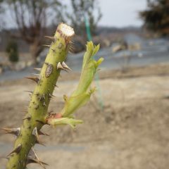 農場のローズは芽の先端が開き始めています