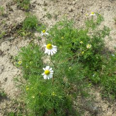 一部で花が咲き始めました