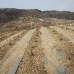 今日も除草作業が続けられています