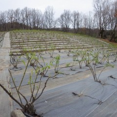 今年も順調に育っています