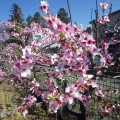 アーモンドの花は終わりに近付きピンク色が濃くなって若葉が出て来ました