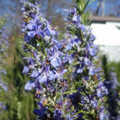 ローズマリーの花も四月の陽射しをいっぱいに浴びています