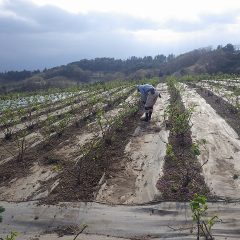 そして、ローズ畑では除草作業が始まっています