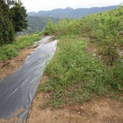 除草作業の続き