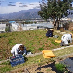 カモマイル・ローマン畑の除草作業