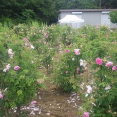 事務局前のローズは雨の重みで花がうなだれています