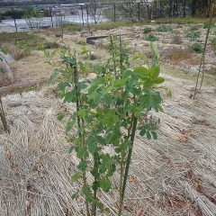 沢山の葉が出ています