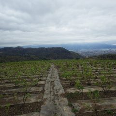 農場のローズ畑は日毎に緑が濃くなっています