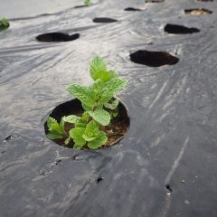 移植したスペアミントは無事に新芽が出てくれました