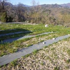 蕾が沢山出来始めたカモマイル・ジャーマン畑の除草作業